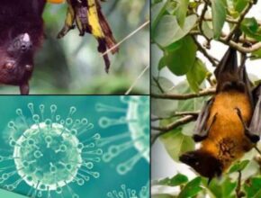 Nipah Virus