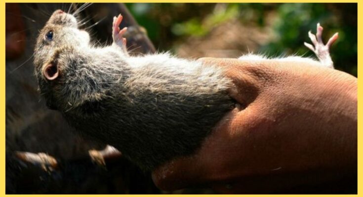 sapne me chuha marna