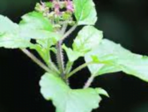 तुलसी के फायदे