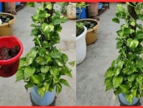 Gardening tips