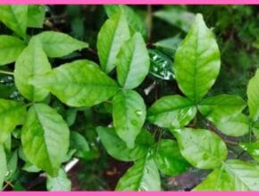 Bael Patra Benefits