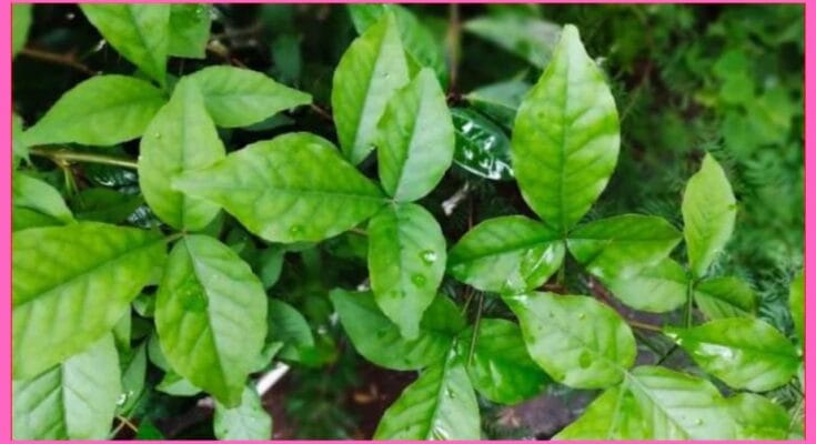 Bael Patra Benefits