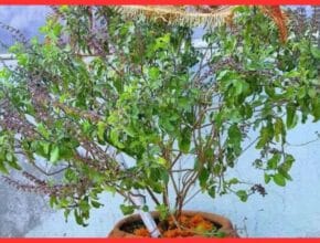 Tulsi Plant