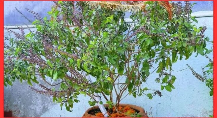 Tulsi Plant