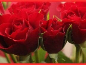 Rose plant care tips