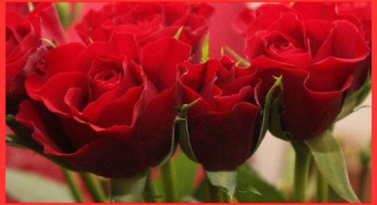 Rose plant care tips