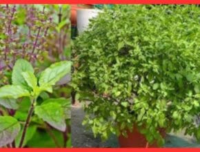 Gardening tips