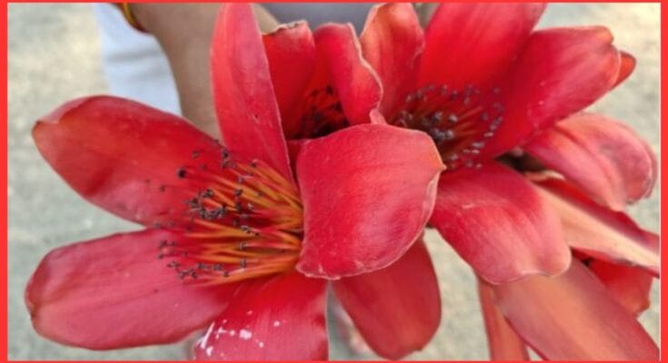 Baldness And White Hair