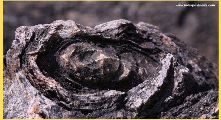 Salkhan Fossils Park