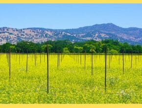 sapne me sarso dekhna