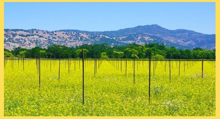 sapne me sarso dekhna