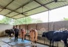 Mini Nandini Krishak Yojana :योगी सरकार की योजना से बदली किस्मत, डेयरी से सालाना हो रही 20 लाख की कमाई